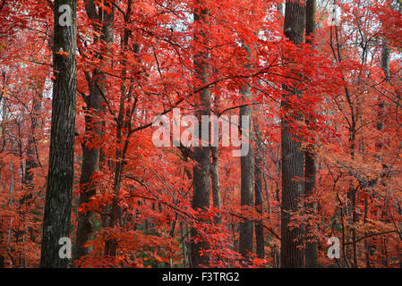 Pechino, Cina. Il 7 ottobre, 2015. Foto scattata il 7 ottobre, 2015 mostra il rosso foglie autunnali nella città di Shulan, a nord-est della Cina di provincia di Jilin. © Wang Mingming/Xinhua/Alamy Live News Foto Stock