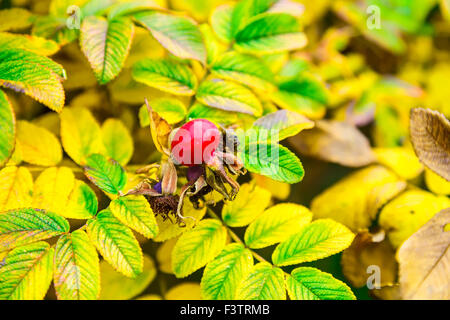 Rosse Bacche di Rosa selvatica con foglie colorate Foto Stock