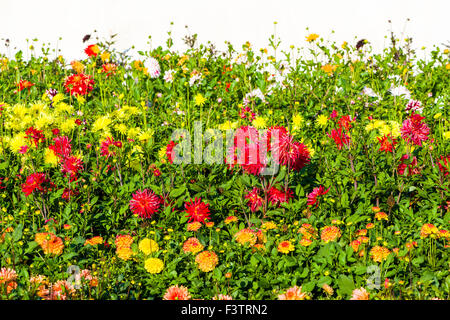 Molti fiori in fiore di differenti dahlia Foto Stock