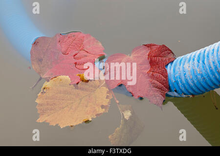 Foglie di autunno in piscina Foto Stock