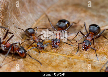 In legno rosso (formiche formica rufa) lavoratori adulti bere da zucchero acqua esca. Shropshire, Inghilterra. Aprile. Foto Stock