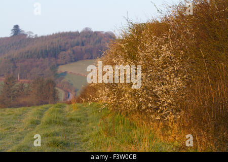 Prugnolo (Prunus spinosa fioritura in una siepe su di una azienda agricola biologica. Powys, Galles. Aprile. Foto Stock