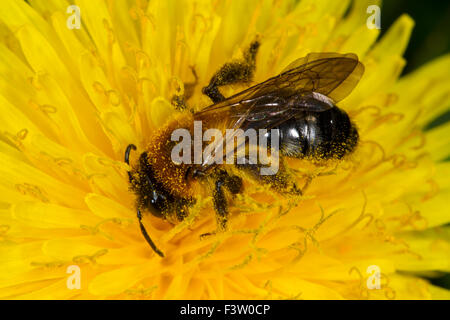 Grigio-patchato Mining-bee (Andrena nitida) femmina adulta alimentando in un fiore di tarassaco. Powys, Galles. Aprile. Foto Stock