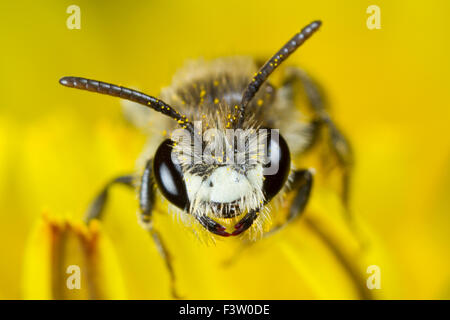 Rosso-cinto Mining-bee (Andrena labiata) maschio adulto in un fiore di tarassaco. Powys, Galles. Aprile. Foto Stock