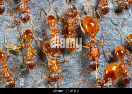 Red Ant (Myrmica rubra) lavoratori adulti e una regina. Powys, Galles. Maggio. Foto Stock