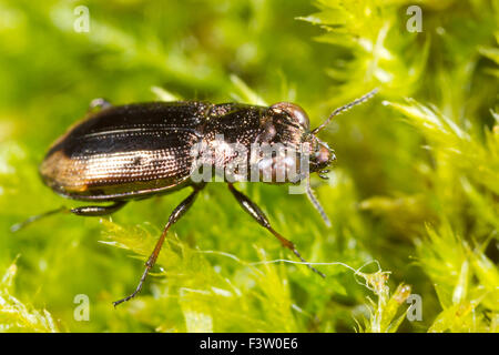 Big-eyed massa di bronzo-beetle (Notiophilus biguttatus) tra il muschio. Powys, Galles. Maggio. Foto Stock