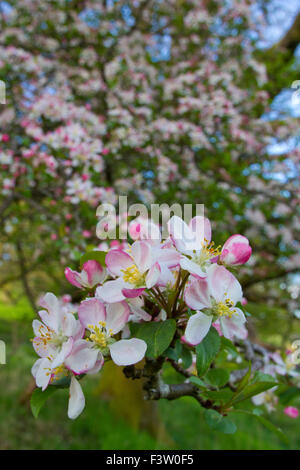 Wild (granchi) Apple (malus domestica) fioritura sul bordo del bosco. Powys, Galles. Maggio. Foto Stock
