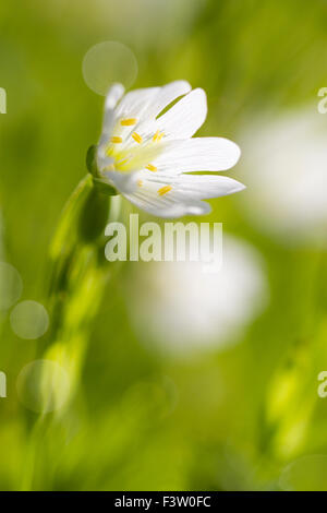 Maggiore Stitchwort (Stellaria holostea) fioritura. Powys, Galles. Maggio. Foto Stock