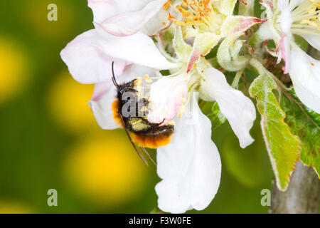 Bruno Mining Bee (Andrena fulva) femmina adulta di alimentazione e di impollinazione del fiore coltivate apple (malus domestica). Foto Stock