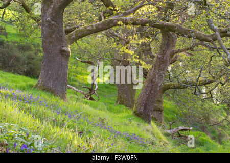 Vecchia quercia sessile (Quercus petraea) alberi nel bosco in primavera con Bluebells (Hyacinthoides non scripta) fioritura. Powys, Galles Foto Stock