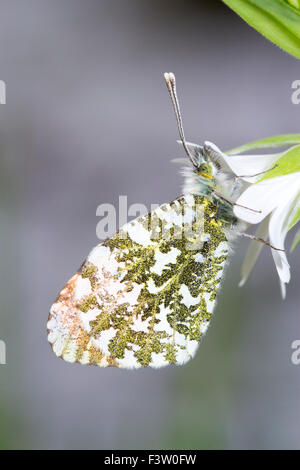 Arancio-punta butterfly (Anthocharis cardamines) maschio adulto sono ' appollaiati su una maggiore Stitchwort (Stellaria holostea) fiore. Foto Stock