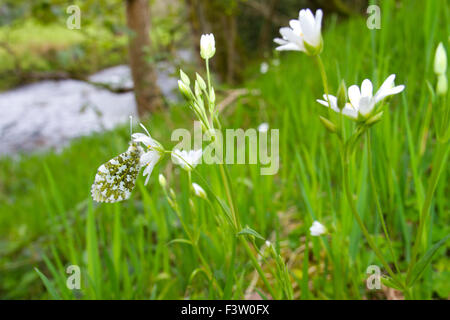 Arancio-punta butterfly (Anthocharis cardamines) femmina adulta sono ' appollaiati su una maggiore Stitchwort (Stellaria holostea) fiore. Foto Stock