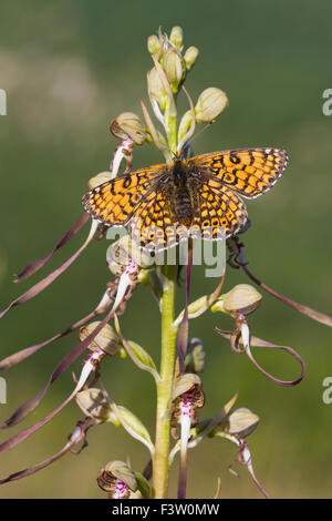Glanville Fritillary (Melitaea cinxia) maschio adulto su una lucertola Orchidea (Himantoglossum hircinum) fiore. La Francia. Foto Stock