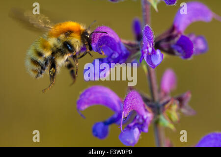 Marrone-nastrare carda bee (Bombus humilis) adulto lavoratore avanzamento sul prato Clary (Salvia pratensis). La Francia. Foto Stock