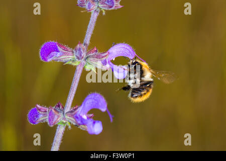 Marrone-nastrare carda bee (Bombus humilis) adulto lavoratore avanzamento sul prato Clary (Salvia pratensis). La Francia. Foto Stock