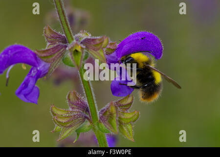 Inizio Bumblebee (Bombus pratorum) maschio adulto alimentazione su un prato Clary (Salvia pratensis) fiore. La Francia. Foto Stock