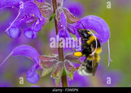 Giardino Bumblebee (Bombus hortorum) adulto lavoratore alimentazione su un prato Clary (Salvia pratensis) fiore. La Francia. Foto Stock