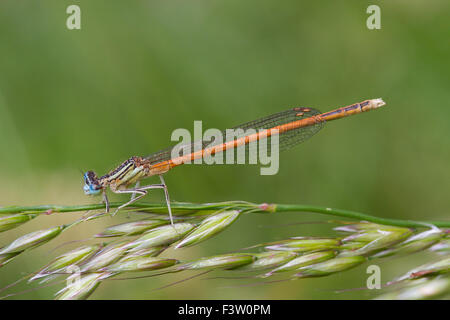 Arancione bianco zampe (Damselfly Platycnemis acutipennis) maschio adulto su un'erba flowerstalk. Lotto regione, Francia. Maggio. Foto Stock