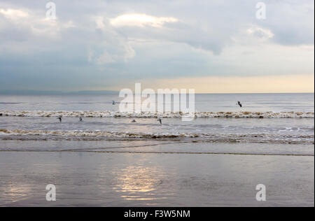 Gabbiani scrematura sulle onde. Foto Stock