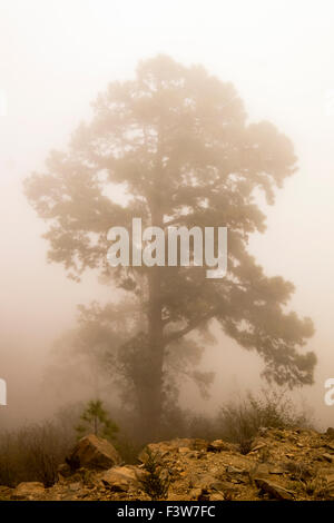 Pinus Canariensis pino in misty meteo. Foto Stock