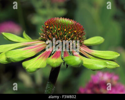 Echinacea invidia verde Foto Stock