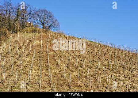 Drachenfels Foto Stock