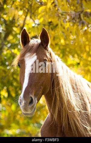 Su un cavallo di baia, con i piedi nelle staffe, siede un cavaliere in  stivali neri con speroni. Sport equestre. Equitazione. Dressage Foto stock  - Alamy