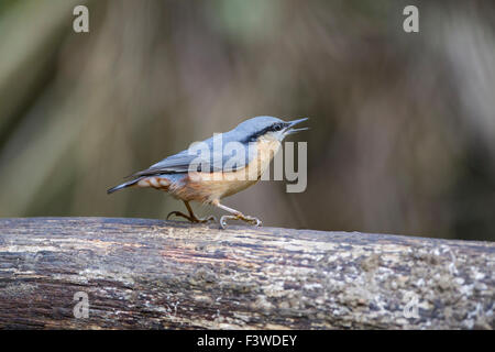 Picchio muratore Sitta Europaea vista laterale appollaiato su un ramo di legno con bill aperto Foto Stock