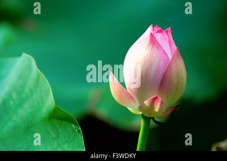 Il punto di vista del singolo fiore di loto su verde Foto Stock