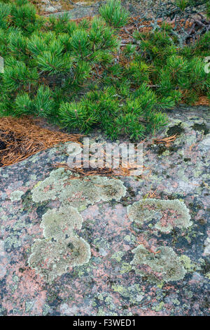 Protezione salata Lichen Foto Stock