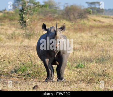 Africa Big Five: Rinoceronte nero Foto Stock