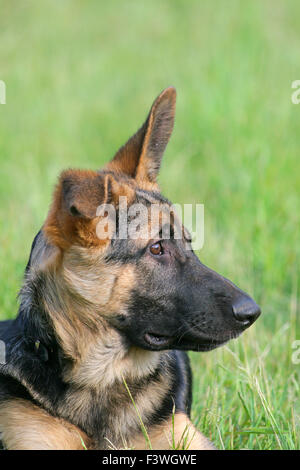 Ritratto di un pastore tedesco cucciolo di cane Foto Stock