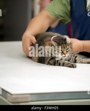 Tenuta su di un gatto per un xray Foto Stock