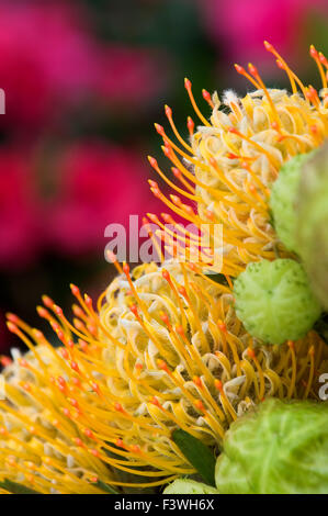 Fiore giallo protea puntaspilli fiori Foto Stock