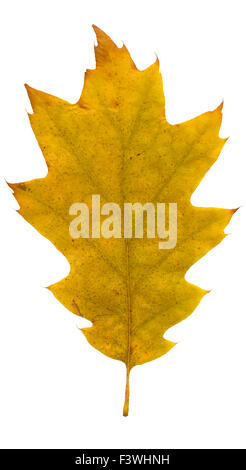 Autumn Leaf isolato Foto Stock