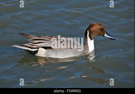 Northern Pintail (Anas acuta) Foto Stock