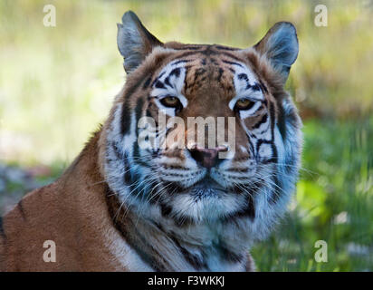 Aysha, tigre del Bengala (panther tigri tigri), Isola di Wight Zoo, Sandown, Isle of Wight, Hampshire, Inghilterra Foto Stock
