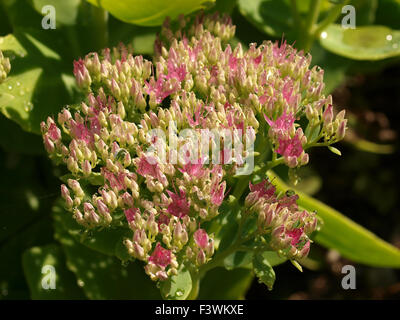 Sedum spectabile Lisa Foto Stock