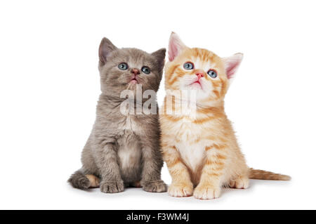 Poco British Shorthair gattini gatto Foto Stock