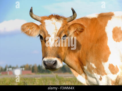 Giovane vacca cornuto sulla prateria Foto Stock