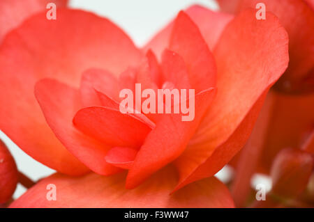 Blooming begonia rosso su sfondo bianco Foto Stock