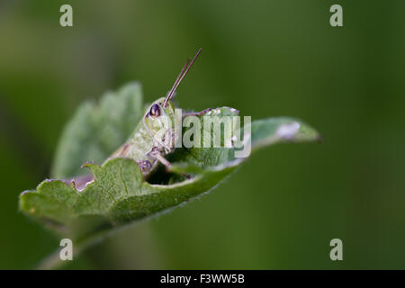 Grasshopper (Omocestus viridulus) Foto Stock