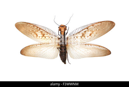 Gigante di insetti volanti Foto Stock