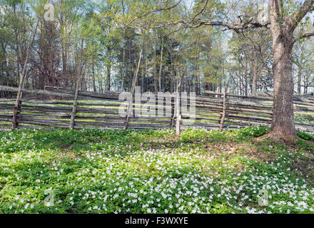 Pascolo con fiori di primavera Foto Stock