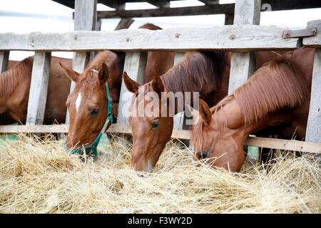 Gruppo di cavalli di mangiare il fieno rurale scena Foto Stock