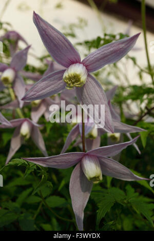 La clematide montana "Elizabeth' close up di fiore Foto Stock