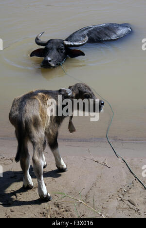 Grande mucca e vitello Foto Stock