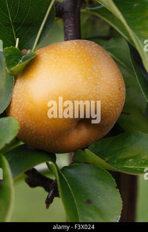 Pyrus pyrifolia 'Nitaka' Asian pera close up di frutta Foto Stock