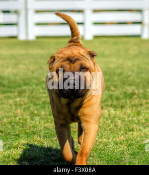 Una bella e giovane rosso fulvo Chinese Shar Pei cane a camminare sul prato, caratteristico per le sue profonde rughe e considerate per essere un ve Foto Stock