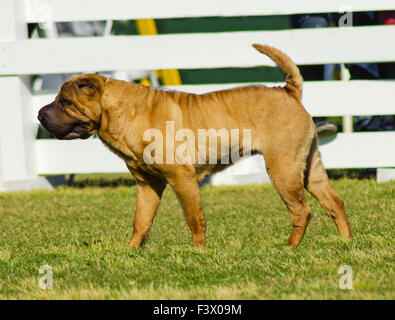 Una vista di profilo di un bel rosso fulvo Chinese Shar Pei cane sul prato, caratteristico per le sue profonde rughe e considerare Foto Stock